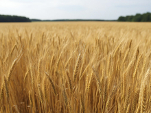 Намолотили: Красноярский край лидирует по объемам зерна в СФО
