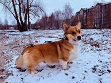 В Тобольске откроется первый в стране специализированный собачий парк