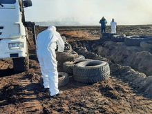 На тюменском птицеводческом предприятии произошла инфекционная вспышка