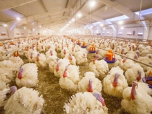 Индейку тюменского производителя признали безопасной после новых анализов