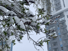 Абонент не абонент: в России ввели суточный «период охлаждения» для сим-карт