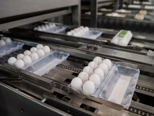 Пышминская птицефабрика при господдержке планирует быстро восстановиться