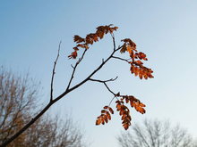 Зима временно отступает: в Красноярске ожидается потепление
