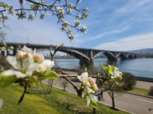 Центральной набережной Красноярска разработают проект обновления
