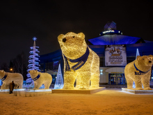 Белых медведей провезут новогодним кортежем по Тюмени на следующей неделе