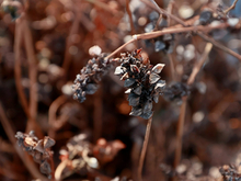 Тюменская агрокомпания начала выращивать гречиху в Курганской области