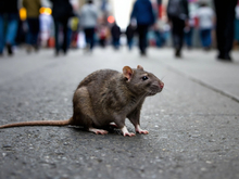 В Красноярском крае объявлена неделя борьбы с крысами
