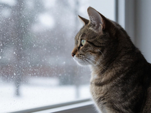 Морозы в Красноярске скоро отступят
