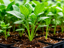 Производство по переработке лекарственных растений за 98 млн запустят в Красноярском крае