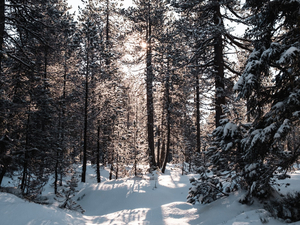 Похолодание и снегопады в Новосибирске на выходных