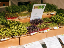 Тюменские предприниматели будут выпускать наборы микрозелени для детей