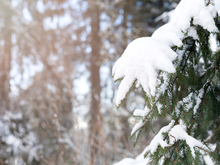 Синоптики пообещали потепление в Новосибирске на выходных