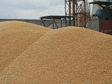 Не рапсом единым? Как изменились полевые поставки из Красноярска в Поднебесную за 2025