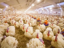 Тюменская птицефабрика возобновит производство индейки весной 2026 года