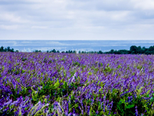 Тюменский агрокомплекс в 2026 году начнет строить завод кормов из люцерны