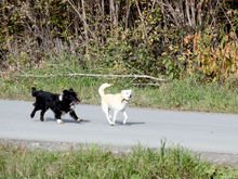 Маркировка доберется до домашних питомцев россиян
