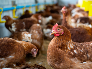 Два нижегородских предприятия победили в национальной агропремии
