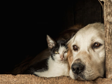 Фирма из Челябинска сорвала контракт на поставку кормов для ветстанции 