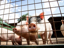 Суд оставил в силе взыскание с новосибирского предприятия более 2,4 миллиарда