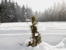 В последние рабочие дни года синоптики обещают потепление в Новосибирске 