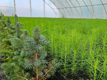 Красноярский лес победил: регион вошел в пул лидеров по лесовосстановлению