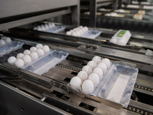 С Пышминской птицефабрики снят карантин — яйца возвращаются в магазины Тюмени