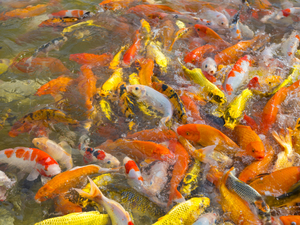 Под Новосибирском построят завод по производству кормов для рыб