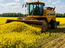 Китай перестал закупать рапс из Красноярского края