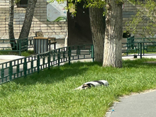 В Тюменской области обостряется ситуация с бешенством животных