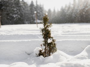 Умеренно морозную погоду обещают синоптики на выходных в Новосибирске 
