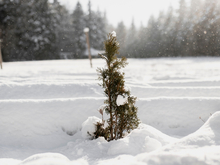 Умеренно морозную погоду обещают синоптики на выходных в Новосибирске 