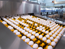 Пострадавшая от инфекции тюменская птицефабрика возобновила отгрузку яйца