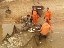 В Нижегородской области нарастили производство товарной аквакультуры