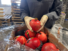 В Красноярском крае выявили карантинных вредителей в импорте из Китая

