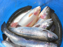 Лидером по поставкам рыбы в Россию в 2025 г. стала Беларусь