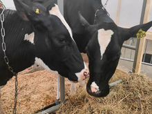 Суд защитил от ареста коров и зерно проблемных нижегородских предприятий