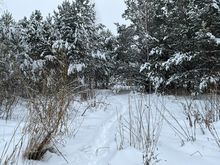 Холодная и снежная зима привела к всплеску бешенства в Тюменской области