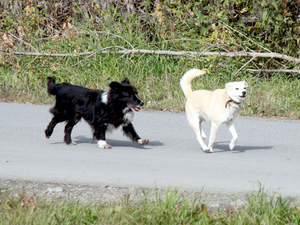 Производитель полуфабрикатов «Индилайт» выходит на рынок кормов для животных