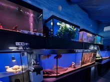 В челябинском зоопарке нашли грубые нарушения при содержании рыб 