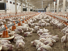 Два крупных предприятия Красноярского края увеличат производство птицы