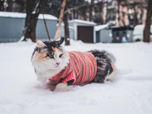 Снова потепелеет до плюсовой температуры в Новосибирске
