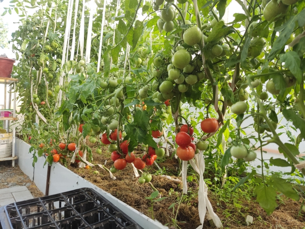 Второй крупнейший ритейлер РФ готовится выращивать овощи в теплицах Второй крупнейший ритейлер РФ готовится выращивать овощи в теплицах