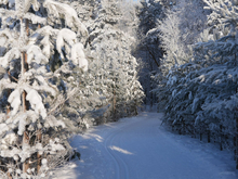 Комарово-парк торжественно откроют в дни празднования 440-летия Тюмени