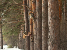 Затюменский парк расширят за счет базы «Нефтемаша» и пруда Оловянникова