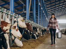 Фермерам Свердловской области временно запретили вывозить молоко в другие регионы