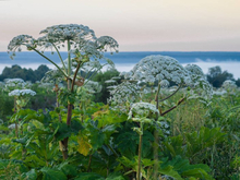 В Нижегородской области создадут перечень растений-иноагентов
