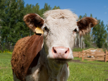 Дело в кризисе сбыта: почему фермеры Свердловской области сливают молоко в поле