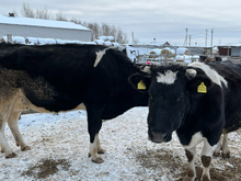Казахстан запретил ввоз мяса, молока и скота из Тюменской области