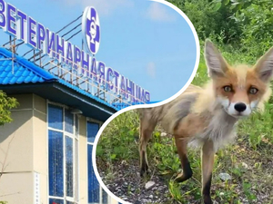 С начала года в Тюменской области зафиксировано более 40 случаев бешенства