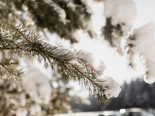 Сильное потепление придет в Новосибирск в течение рабочей недели